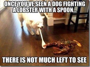 dog wooden spoon lobster