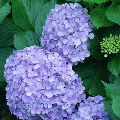 Hd-172041-ascw172041