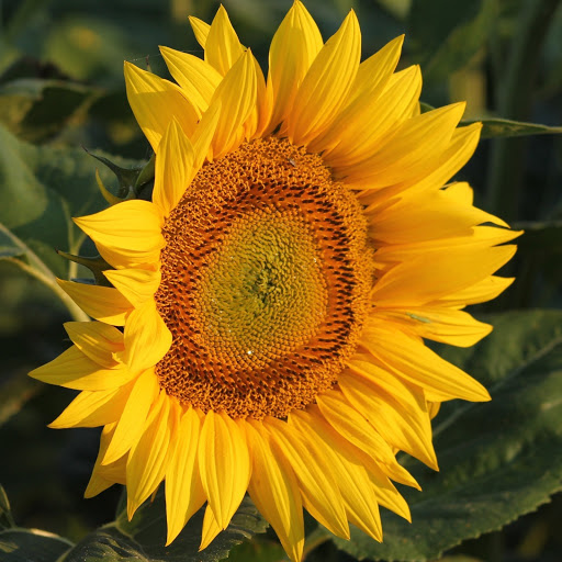 Hd-185885-ascw185885