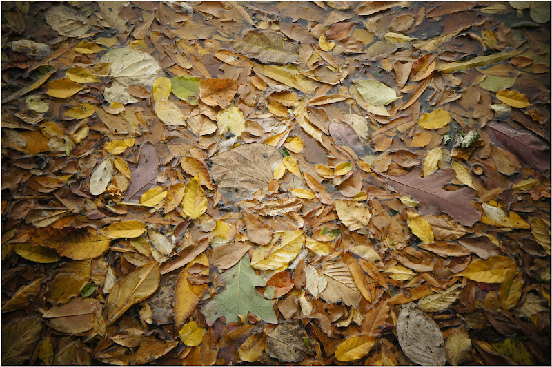 dried-leaves-free-pictures-1 (2518)