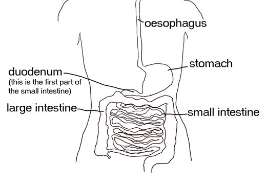 Diagram showing digestive system