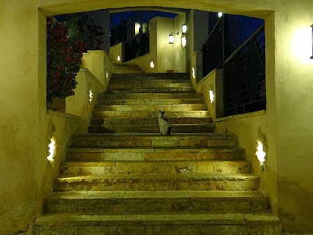 33. Pisica in Movenpick.JPG