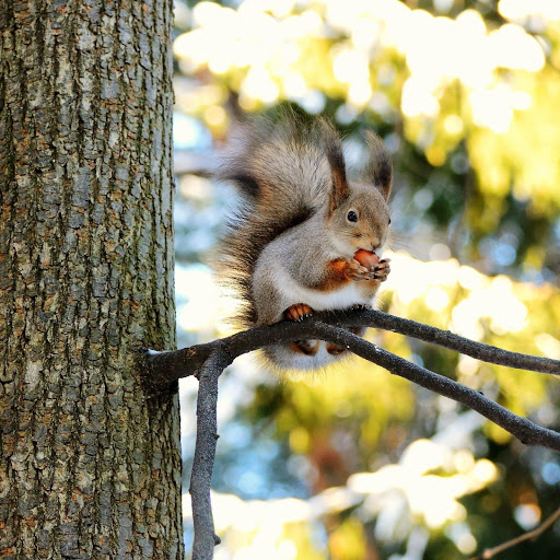 Hd-147408-ascw147408