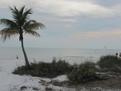 Florida 2013 Naples sunset palm tree