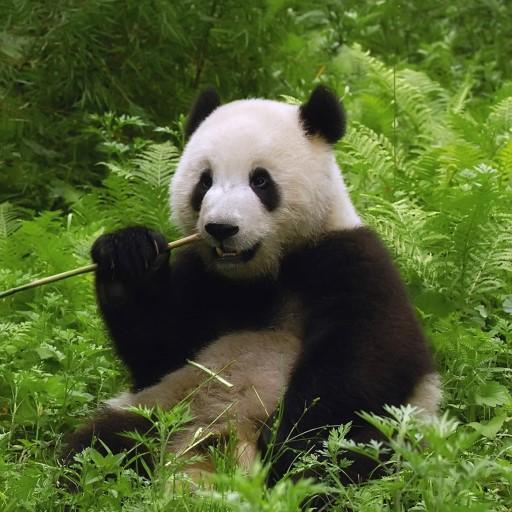 【免費個人化App】Funny Panda Live Wallpaper-APP點子