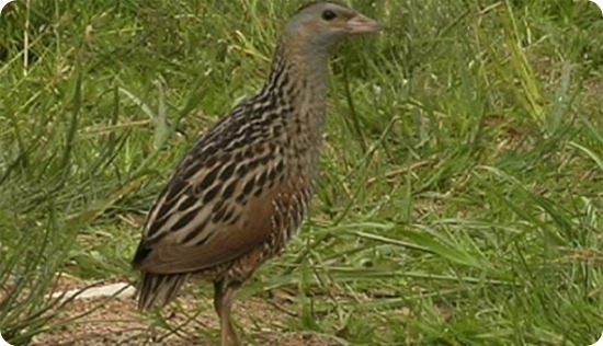Re-di-quaglie4_scheda_specie_grande Re-di-quaglie4_scheda_specie_grande