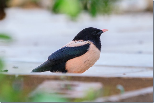 Wells_Rose-coloured_Starling-3