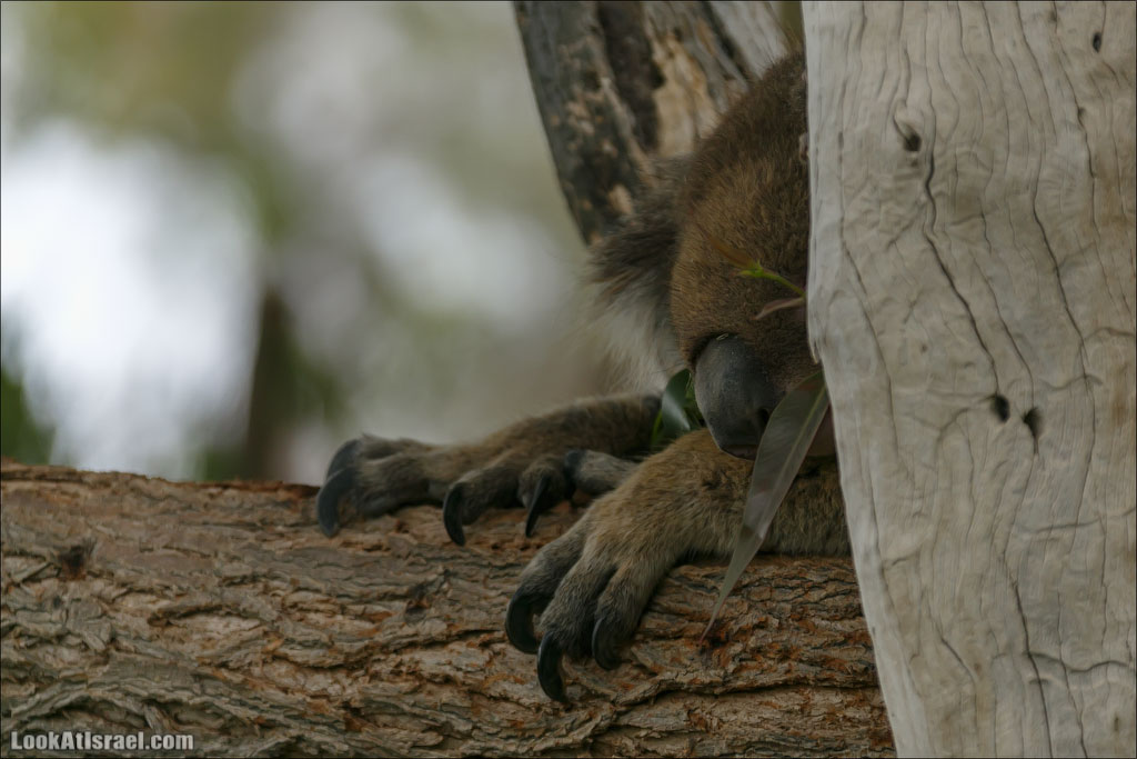 Ган Гуру - парк с кенгуру и другими австралийскими животными | Gan Guru | גן גורו | LookAtIsrael.com - Фото путешествия по Израилю