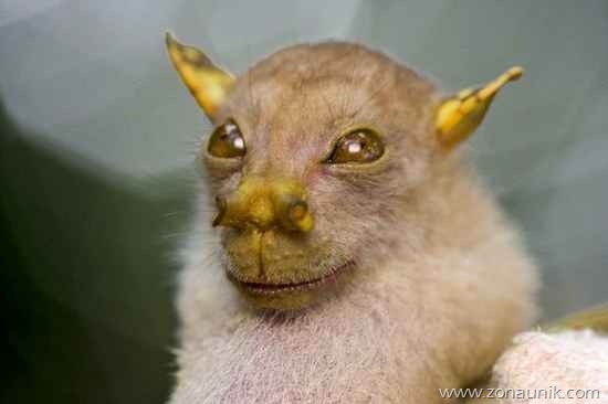 tubenosedbat