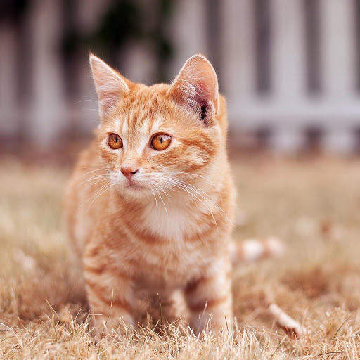 Hd-177265-ascw177265