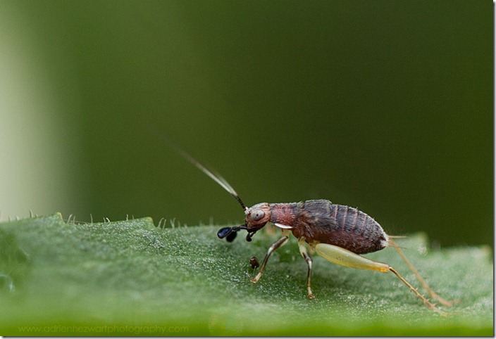 Juvenile cricket - photo by adrienne zwart of adrienneinohio.blogspot.com