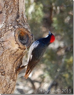 Madera Canyon Acorn Woodpecker 1