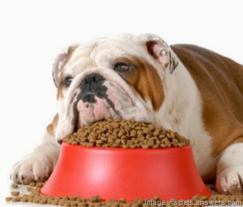 dogs-eat-dogfood