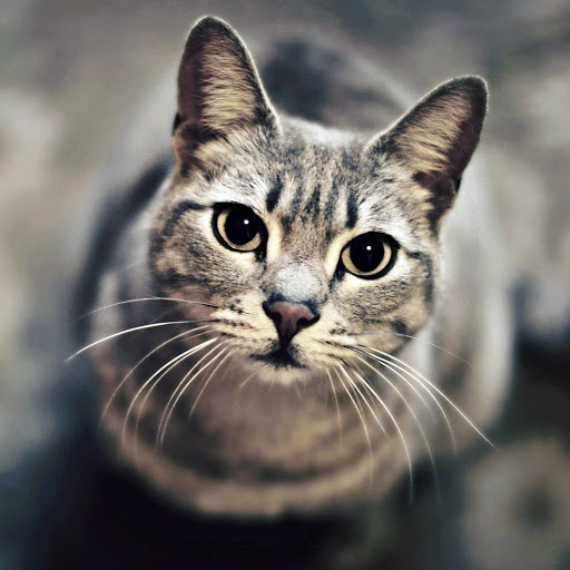 Hd-160665-ascw160665