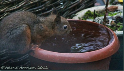 thirsty-squirrel