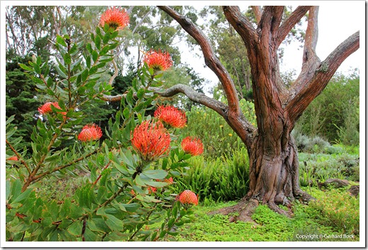 130715_KulaBotanicalGarden_Leucospermum-cordifolium Acacia-koa_001