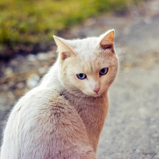 Hd-177125-ascw177125