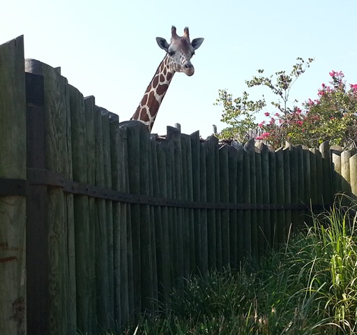 [giraffe%255B6%255D.jpg]