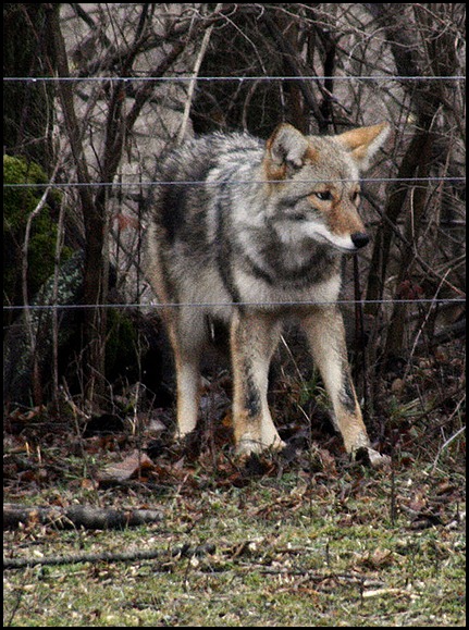 Coyote-2-12-1--2012