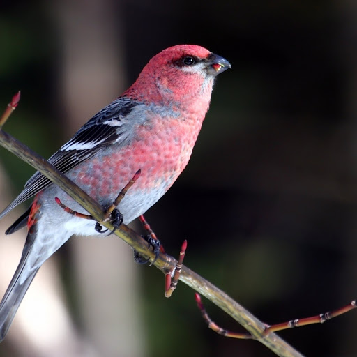 Hd-185954-ascw185954