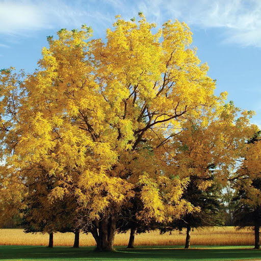 Hd-145957-ascw145957