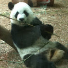 Giant panda