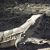 ctenosaur(black spiney tail iguana)