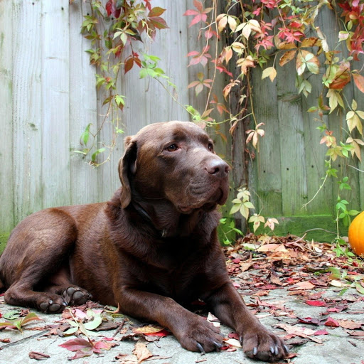 Hd-185737-ascw185737