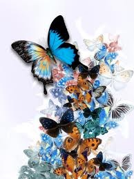 [butterflies3.jpg]