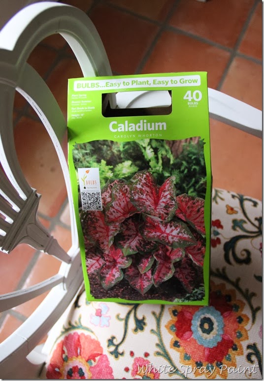 Spring Planting-Caladiums
