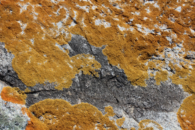 Star Island lichen texture.jpg