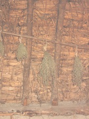 Plimoth Plant herbs drying in indian summer lodge