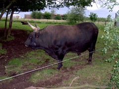 2007.05.26-029 aurochs
