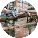 Image Google de Murielle Azevedo