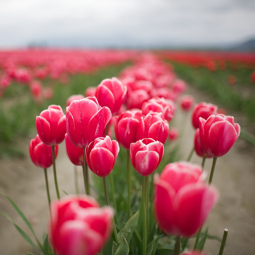 Hd-161251-ascw161251