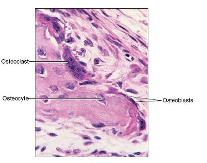 Types of bone cells
