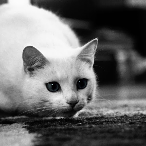 Hd-170849-ascw170849