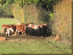 IMG_0040_ Cows sunbathing