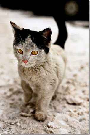 gatos con manchas cosasdivertidas info (11)