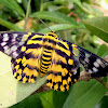 False Tiger Moth (♀)
