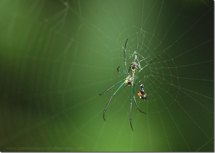 green spider on web with insect carcass - photo by Megan Zwart for adrienneinohio.blogspot.com