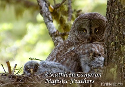 1 ©Kathleen-Cameron-Great-Gray-Owls-
