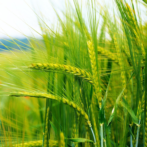 Hd-132054-ascw132054