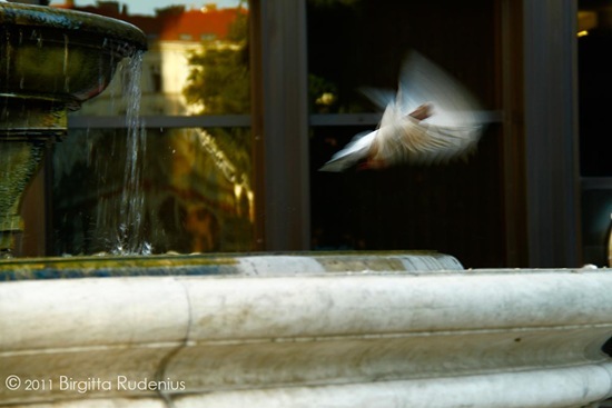 water_20110930_dove