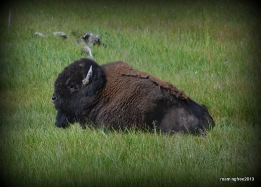 Official Yellowstone Greeter