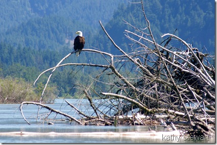 another Bald Eagle