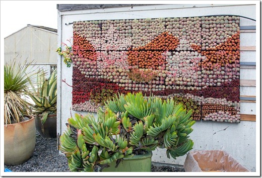 120928_SucculentGardens_wall-panel