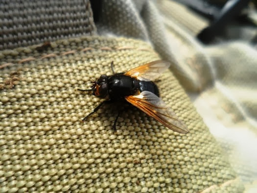 Dipterological distraction: Noon Fly (Mesembrina meridiana) in Somerset