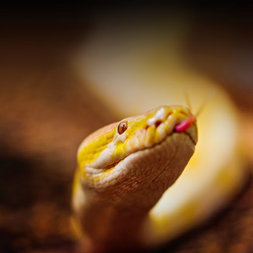 Hd-170317-ascw170317