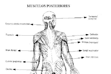 Que Es El Cuerpo Humano Para Niños Para Colorear